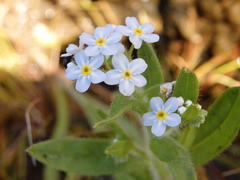 Myosotis welwitschii