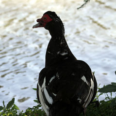Cairina moschata domestica