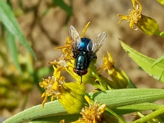 Cochliomyia
