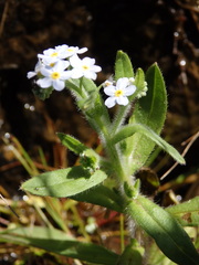 Myosotis welwitschii
