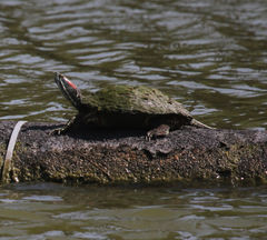 Trachemys scripta elegans