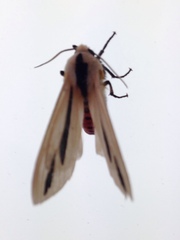 Creatonotos fasciatus