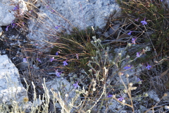 Amphithalea tomentosa