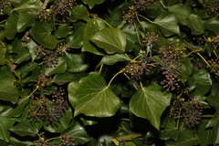 Hedera helix
