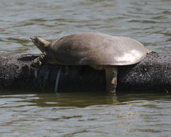 Apalone spinifera