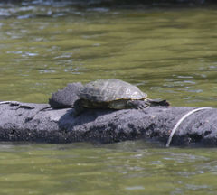 Trachemys scripta elegans