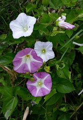 Calystegia sepium roseata × c tuguriorum
