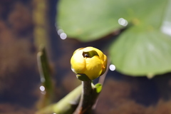 Tropidia calcarata