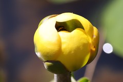 Tropidia calcarata
