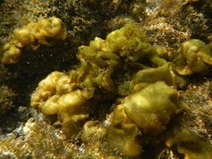 Colpomenia sinuosa