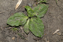 Plantago major