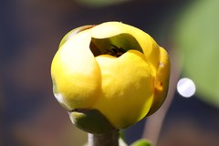 Tropidia calcarata