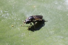 Tropidia calcarata