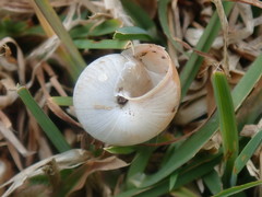 Trochulus striolatus
