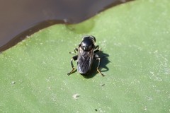 Tropidia calcarata
