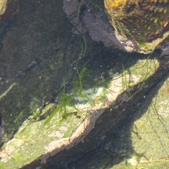 Chaetomorpha coliformis