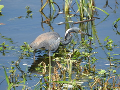 Egretta tricolor image