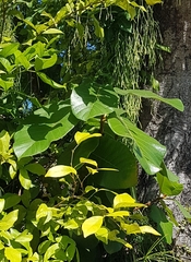Ficus adhatodifolia