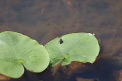 Tropidia calcarata