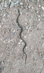 Macroprotodon brevis