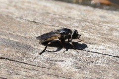Tropidia calcarata