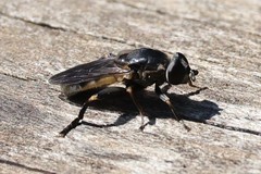 Tropidia calcarata