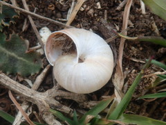 Trochulus striolatus