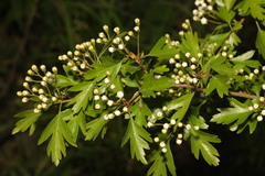 Crataegus monogyna