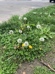 Taraxacum