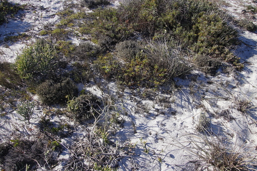 Image of Elegia microcarpa by (c) Tony Rebelo, some rights reserved (CC BY-SA)
