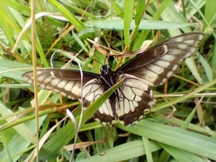 Papilio polyxenes americus