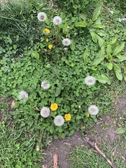 Taraxacum