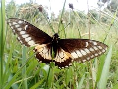 Papilio polyxenes americus