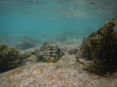 Cantherhines rapanui