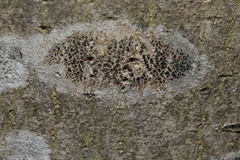 Lecidella elaeochroma