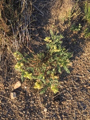 Astragalus lentiginosus diphysus