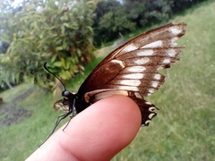 Papilio polyxenes americus