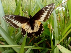 Papilio polyxenes americus