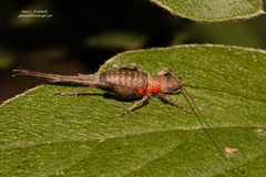 Mogoplistinae