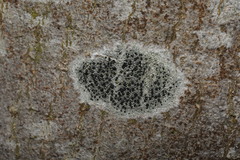 Lecidella elaeochroma