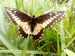 Papilio polyxenes americus