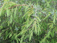 Juniperus