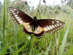 Papilio polyxenes americus