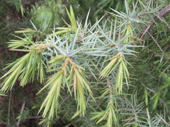 Juniperus