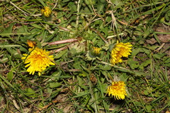 Taraxacum officinale