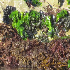 Codium convolutum