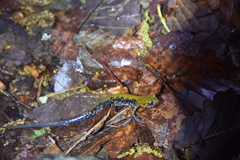 Plethodon petraeus