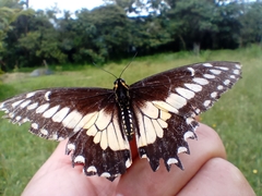 Papilio polyxenes americus