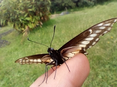 Papilio polyxenes americus