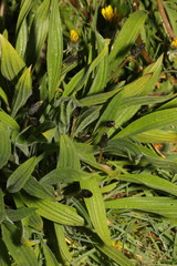 Plantago lanceolata